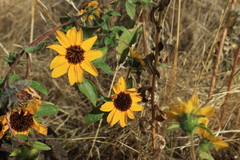 Helianthus bolanderi