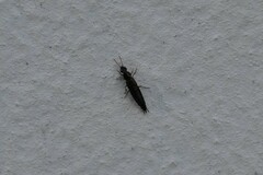 Raphirus