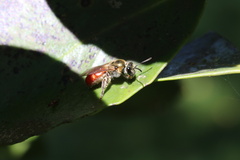 Corynura corinogaster