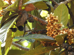 Placosternus erythropus
