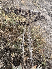 Dudleya greenei