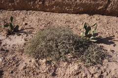 Salsola gaetula