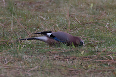 Garrulus glandarius