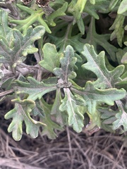 Eriophyllum staechadifolium