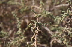 Salsola gaetula