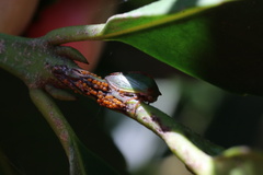 Alchisme rubrocostata