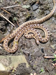 Dasypeltis scabra