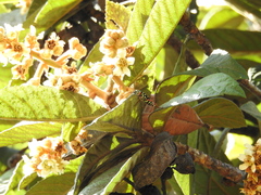 Placosternus erythropus