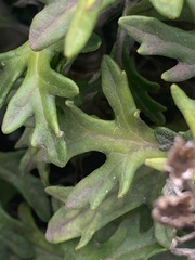 Eriophyllum staechadifolium