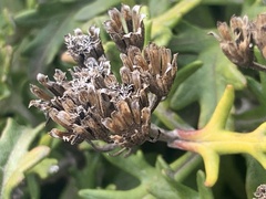 Eriophyllum staechadifolium