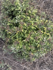 Eriophyllum staechadifolium
