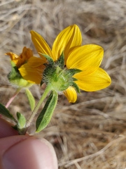 Helianthus bolanderi