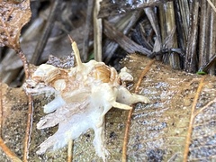 Akanthomyces