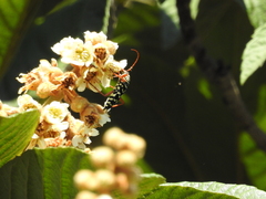 Placosternus erythropus