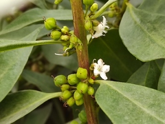 Myoporum laetum