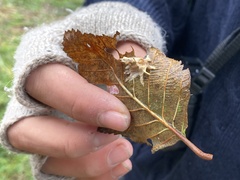 Akanthomyces