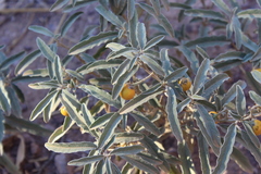 Solanum elaeagnifolium image