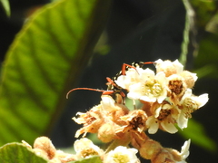 Placosternus erythropus