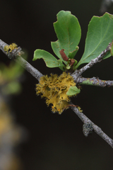 Teloschistes chrysophthalmus