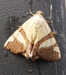 Eulepidotis julianata