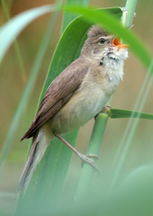Acrocephalus palustris