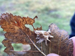 Akanthomyces