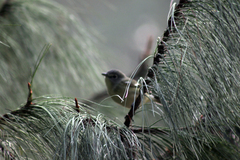 Vireo gilvus