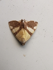 Eulepidotis julianata