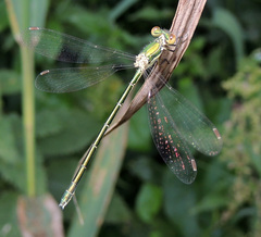 Lestes virens