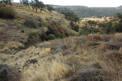 Helianthus bolanderi