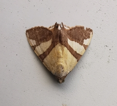 Eulepidotis julianata