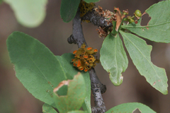 Teloschistes chrysophthalmus