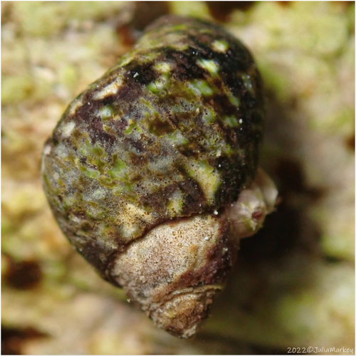 Checkered Periwinkle