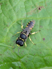 Ectemnius lapidarius
