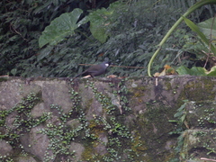 Pterorhinus chinensis