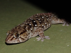 Chondrodactylus turneri