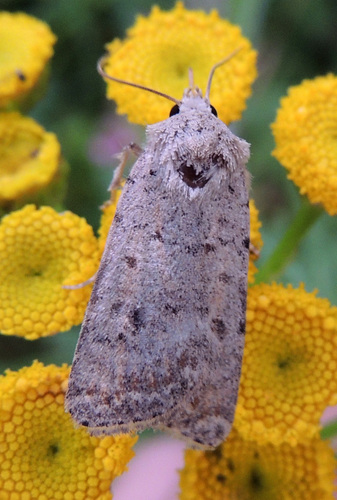Pale Mottled Willow Moth
