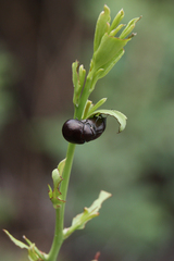 Chrysolinina