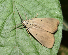 Sommeria aganais