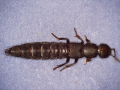 Ocypus aethiops