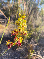 Tritoniopsis parviflora