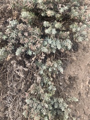 Atriplex leucophylla
