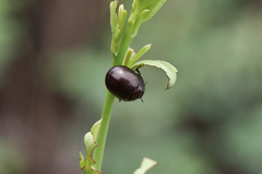 Chrysolinina