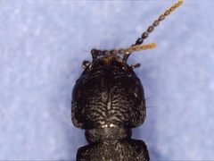 Ocypus aethiops