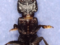 Ocypus aethiops
