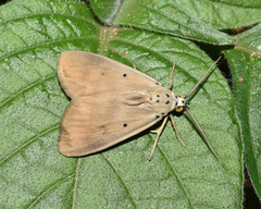 Sommeria aganais