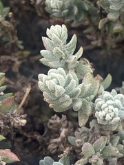 Atriplex leucophylla