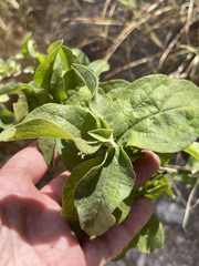 Nahuatlea arborescens