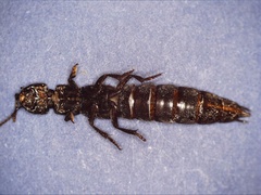 Ocypus aethiops
