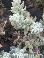 Atriplex leucophylla